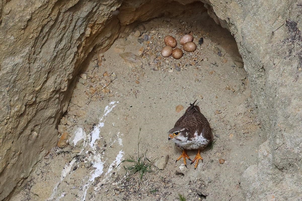Looking down at a brown and white falcon perched at the front of a rock cavity. In the back of the cavity there are fice light brown eggs arranced in a circle.