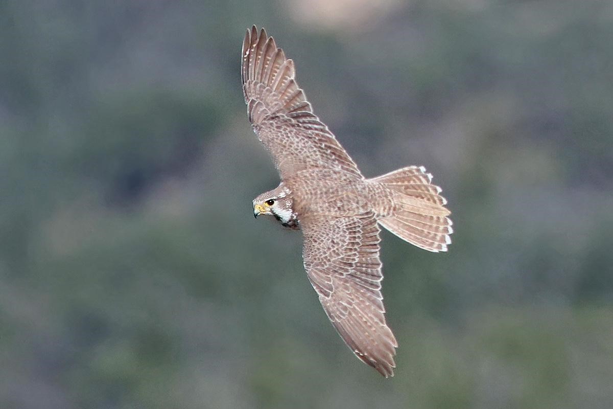 Brown falcon gliding over a distant, dark green landscape.