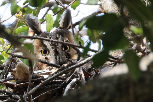 Face of an owl with yellow eyes and tall brown and white ear tufts peering out from behind sticks protruding from the stick nest it is using.