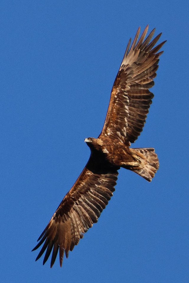View from below of a huge, dark, golden-brown bird in flight, with its wings fully outstretched.