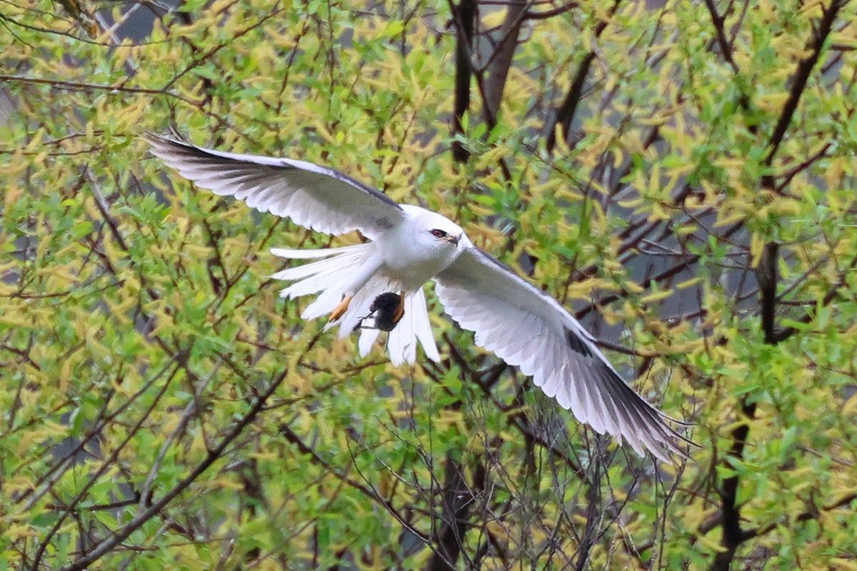 Elegant, white and gray raptor in flight with a small rodent in its talons.