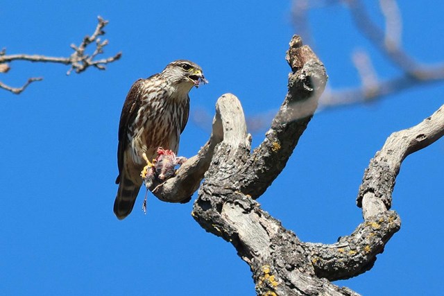 Small falcon with a brown and white streaked brest, perced at the tip of a large dead branch with a small bird partially eaten in its talons and feathers hanging off the tips of its sharp, open beak.