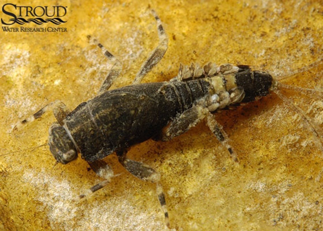 A closeup image of a dark brown and tan insect with a segmented body on a gold-colored rock.  