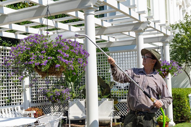 A male NPS gardener waters a basket of purple flowers under a pergola next to the White House.
