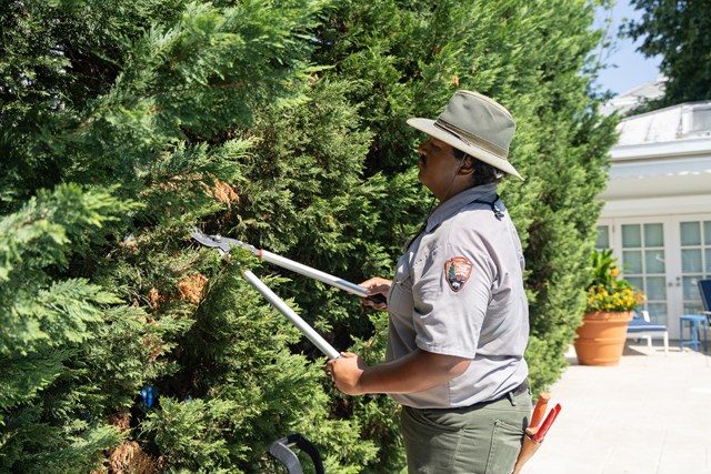NPS Gardener Dominic Pugh prunes a hedge by the White House swimming pool.