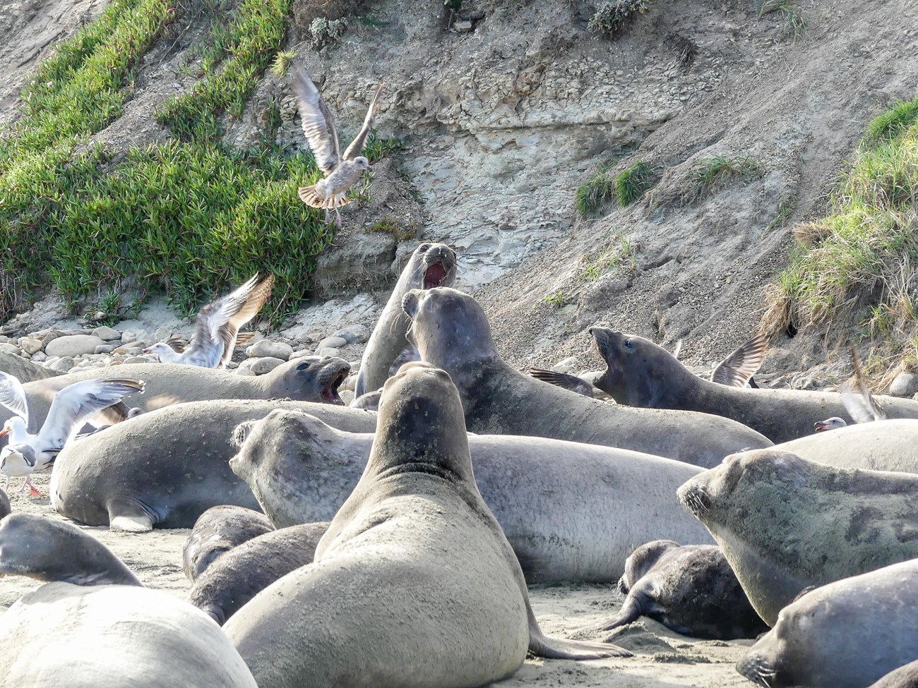 Looking into a group of female elephant seals and pups as sea gulls descend between them. Many of the adult seals are raising their heads, mouths open, vocalizing at the gulls.