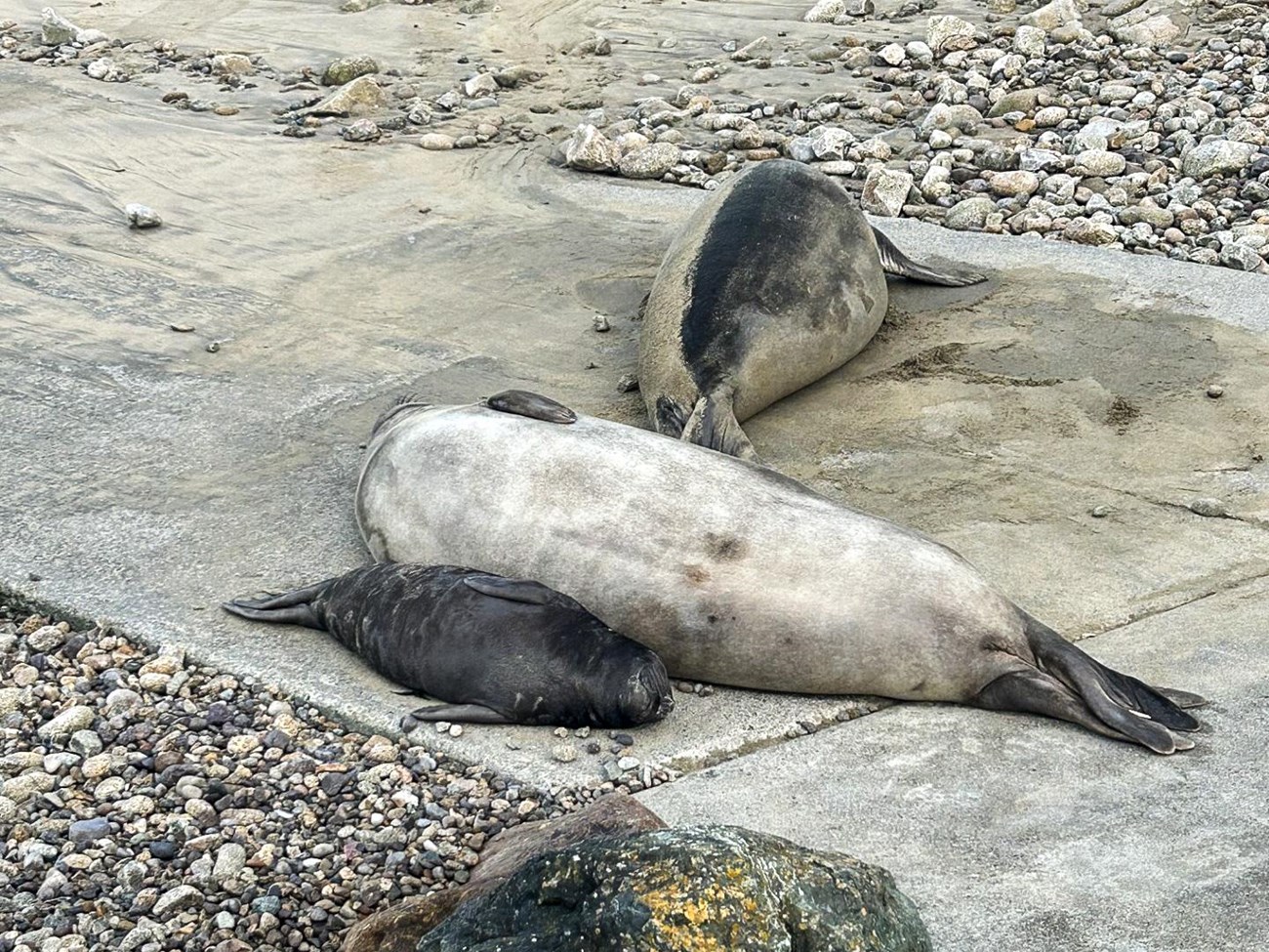 A light gray female elephant seal and a smaller, dark-pelted pup beginning to plump up sleep soundly next to each other on a concrete boat launch with another seal just behind them.