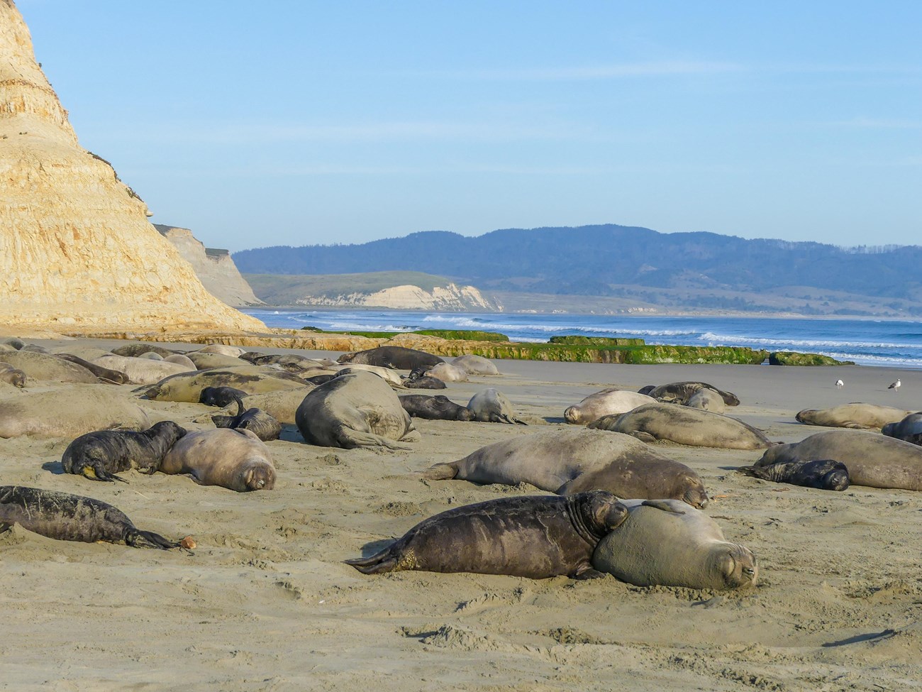 Section of beach dotted with dozens of resting elephant seals, including many mother-pup pairs. A couple of seals, adult males, are larger than the rest. The beach is backed by steep bluffs that stretch off into the distance as small waves meet the beach on the other side.