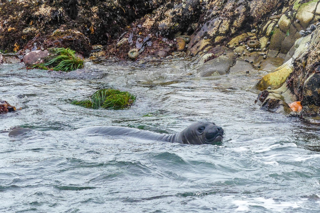 Weanling swimming in mildly choppy water next to some rocks covered in algae, anemones, and other intertidal life.