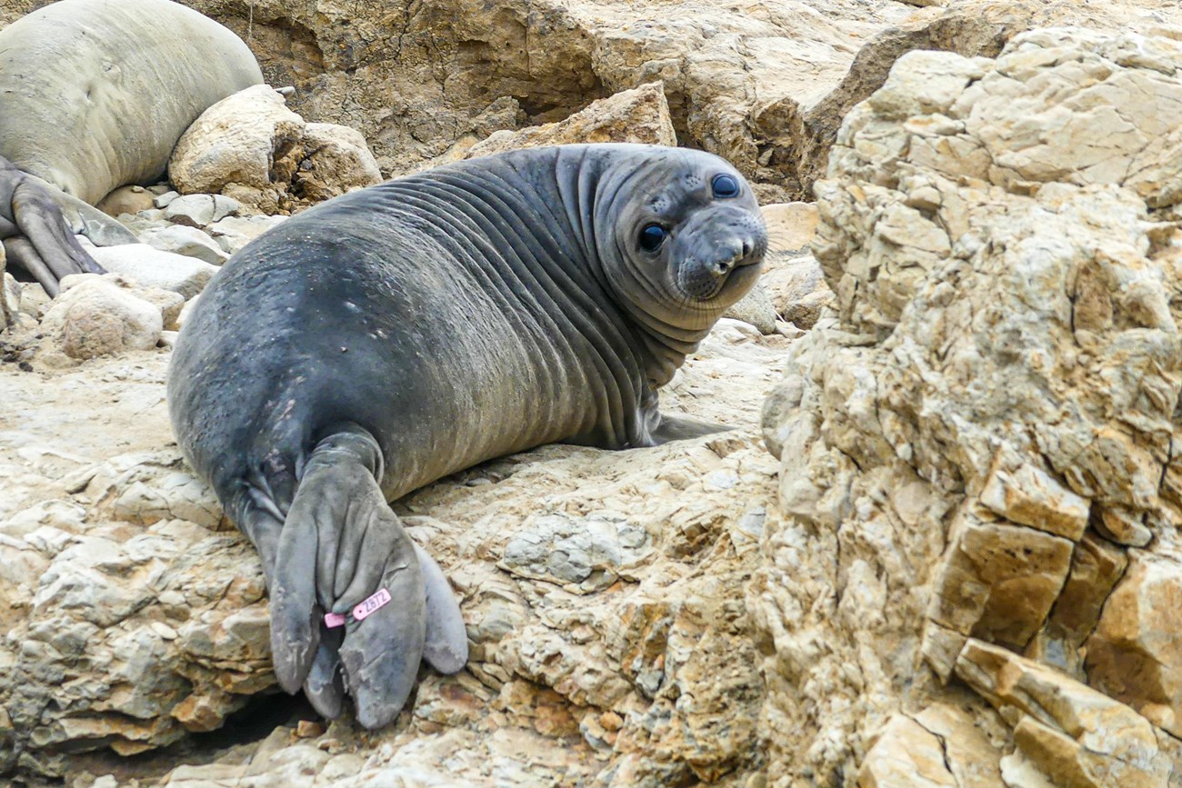 Weaned elephant seal pup sporting a pink tag numbered Z872 on its tail flipper and looking back over its shoulder to see the photographer. The pose emphasizes the seal's rolls of fat around its neck and shoulders.