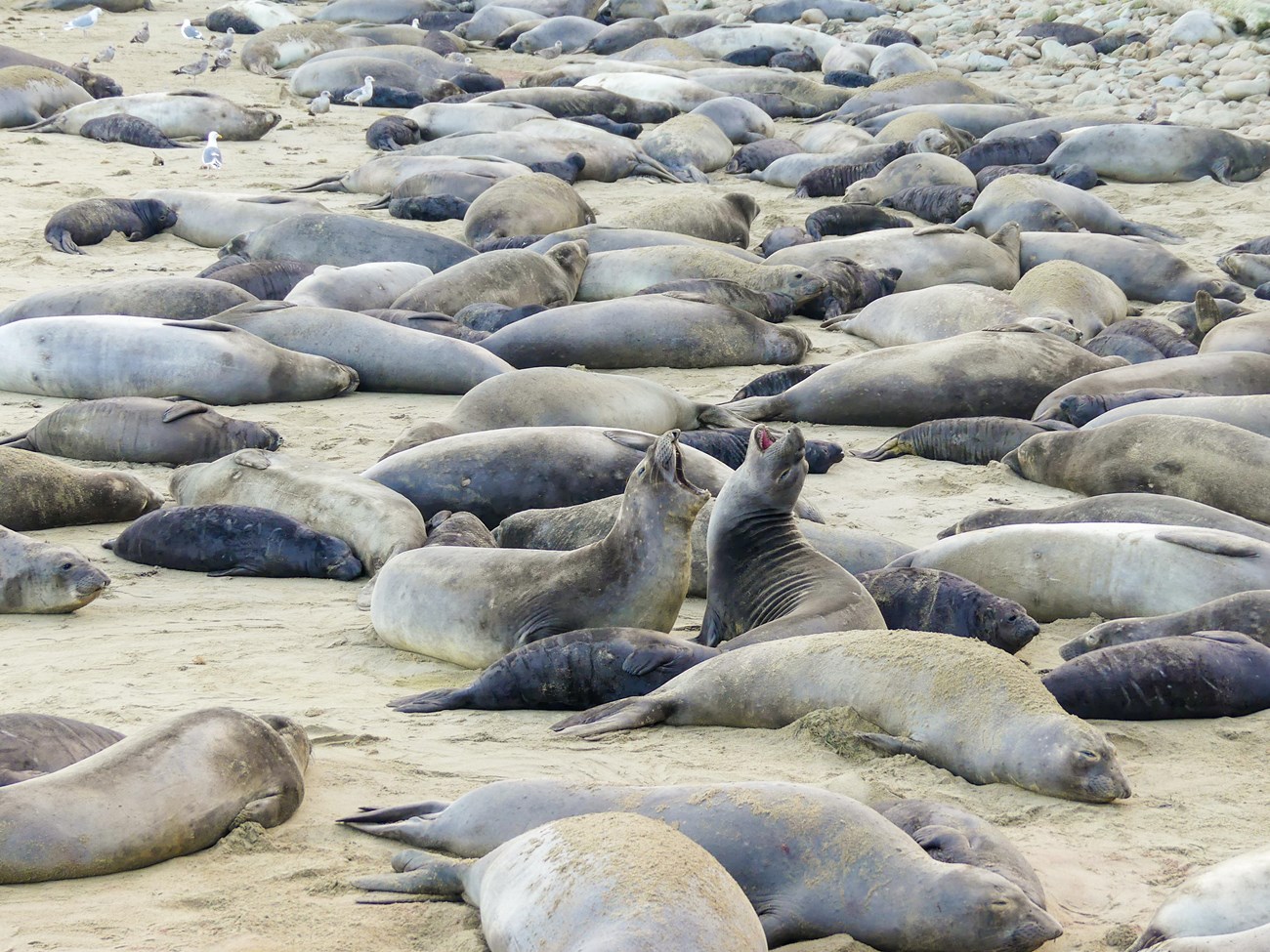 Two adult female elephant seals with light gray coats face each other, heads up and back , mouths open, vocalizing. They're surrounded by dozens and dozens of other females and pups resting on the beach.