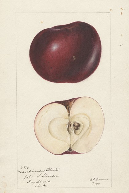 A watercolor drawing of a deep red apple, both intact and cut in half. 