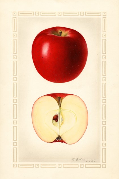 A watercolor drawing of a bright red apple, both intact and cut in half. 