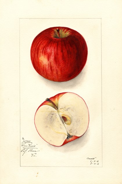A watercolor drawing of a red apple, both intact and cut in half. 