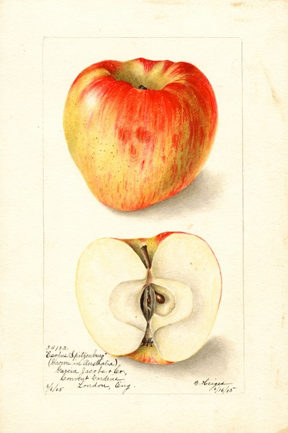 A watercolor drawing of a yellow and red apple, both intact and cut in half. 