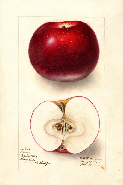 A watercolor drawing of an apple, both intact and cut in half.