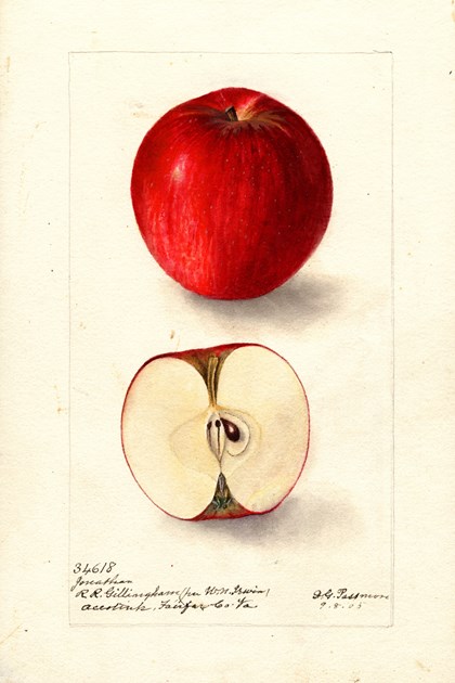 A watercolor drawing of an apple, both intact and cut in half.