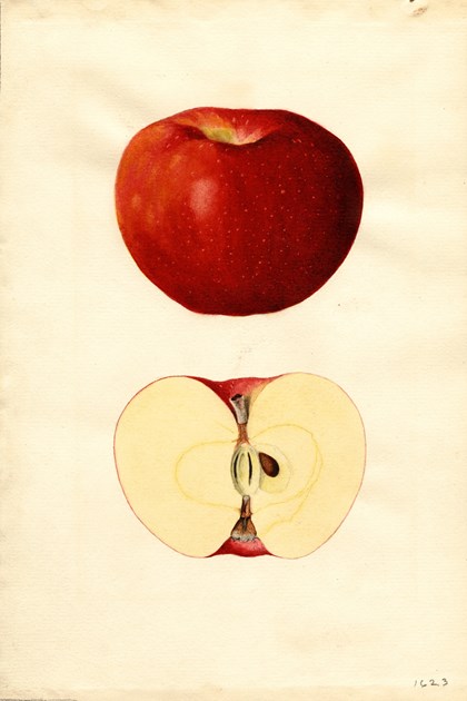 A watercolor drawing of an apple, both intact and cut in half. 