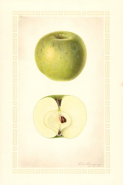 A watercolor drawing of an apple, both intact and cut in half. 