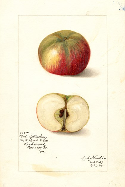 A watercolor drawing of an apple, both intact and cut in half. 