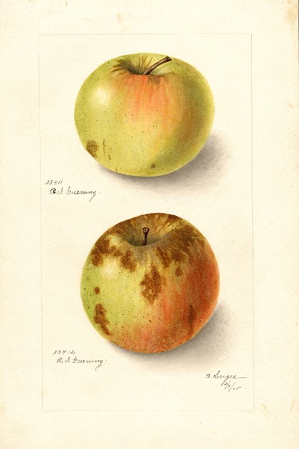 A watercolor drawing of an apple, both intact and cut in half. 