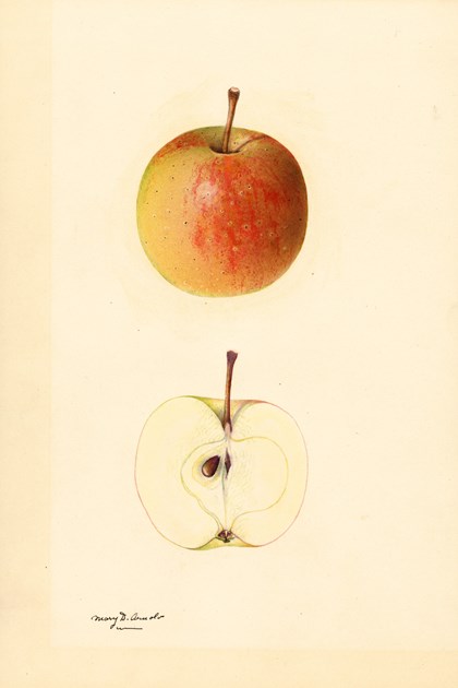 A watercolor drawing of an apple, both intact and cut in half. 