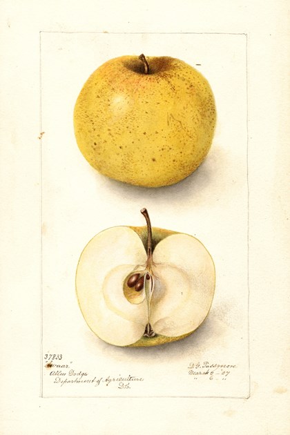 A watercolor drawing of an apple, both intact and cut in half. 