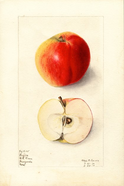A watercolor drawing of an apple, both intact and cut in half. 