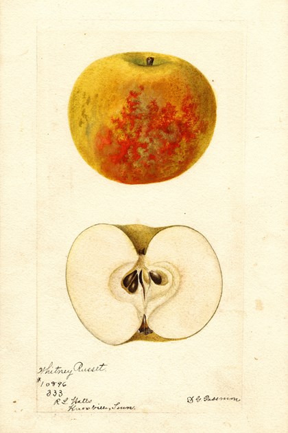 A watercolor drawing of an apple, both intact and cut in half. 