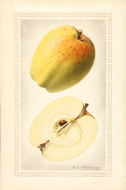 A watercolor drawing of an apple, both intact and cut in half. 