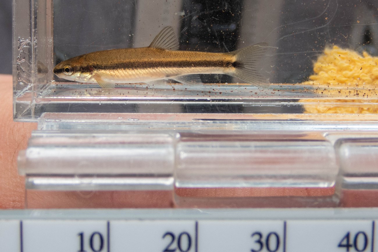 A small brown fish with a black stripe down its side in an aquarium