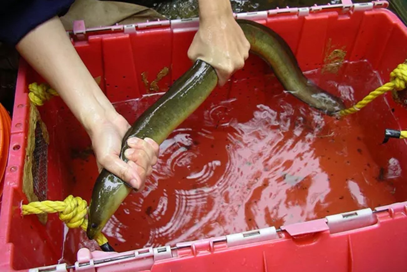 A person holding an eel with both hands over a red container filled with water