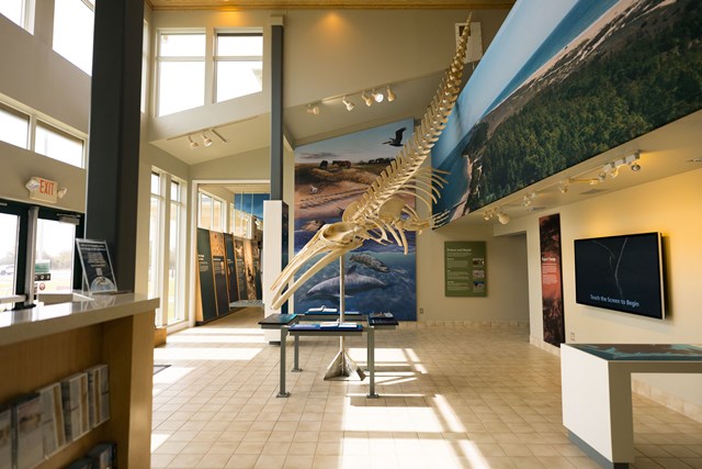 Whale skeleton hangining from the ceiling with a landscape banner behind it. Information panels. 