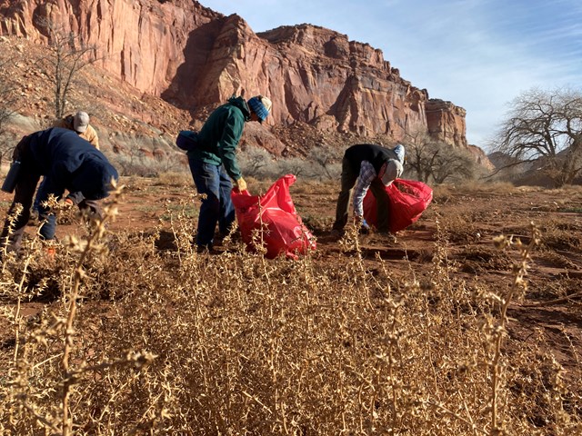 Three volunteers pull dried Russian Thistle with red trash bags. Red cliffs and blue skies behind.