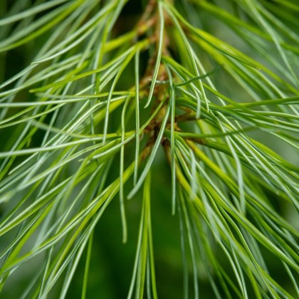 Green needle leaves of a pine tree.