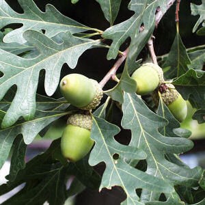 Green acorns on a branch with green leaves.