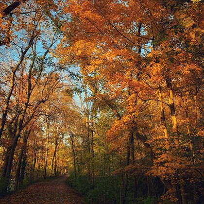 Trees with yellow and orange leaves on either side of a path in the woods.