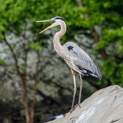 Great blue heron standing on a rock.