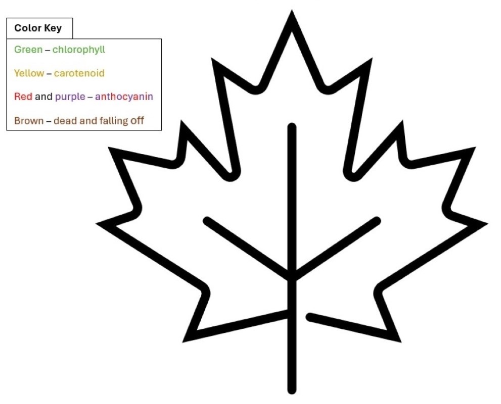White leaf icon with black outline with color key referencing colors of different pigments.