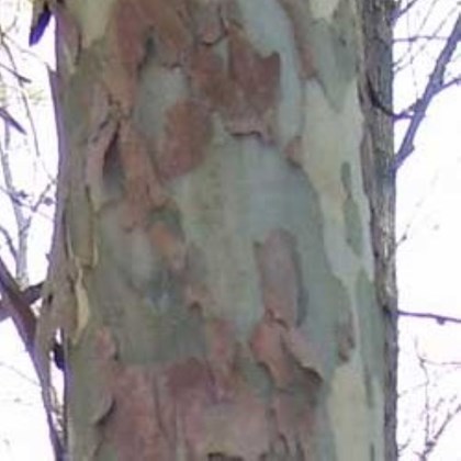 Peeling bark on a sycamore tree.