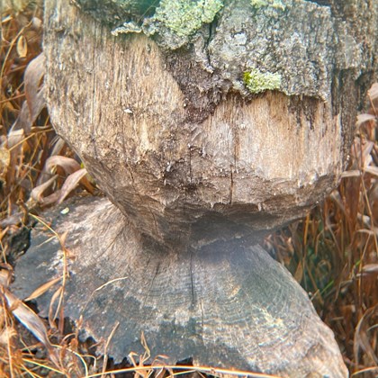 Tree trunk that has been chewed by a beaver.