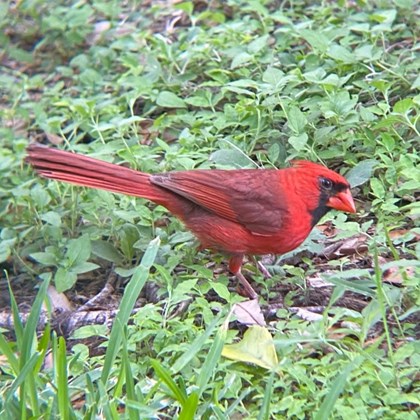 Northern Cardinal standing in grass.