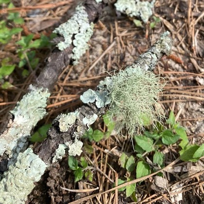 Lichen on a stick resting on leaf litter.