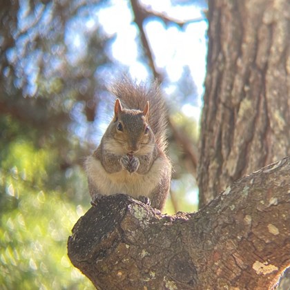 Squirrel eating on the branch of a tree.