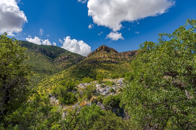 trees and bushes cover a mountain trail rising up to a small cave