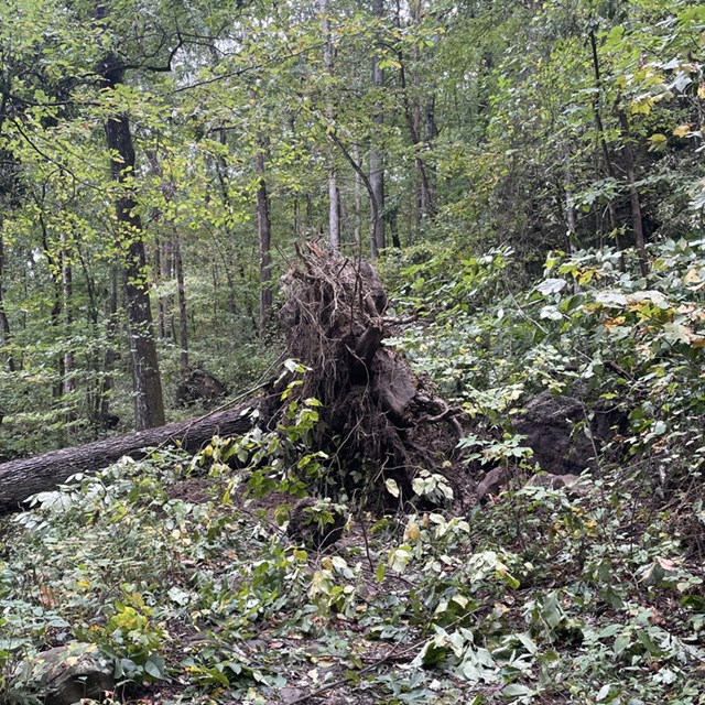 Tree down on Ewing Trail with large root ball. 