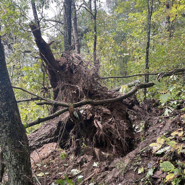 A large tree fallen down on White Rocks Connector trail. 