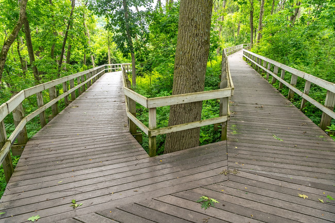 A boardwalk decending through green woods.