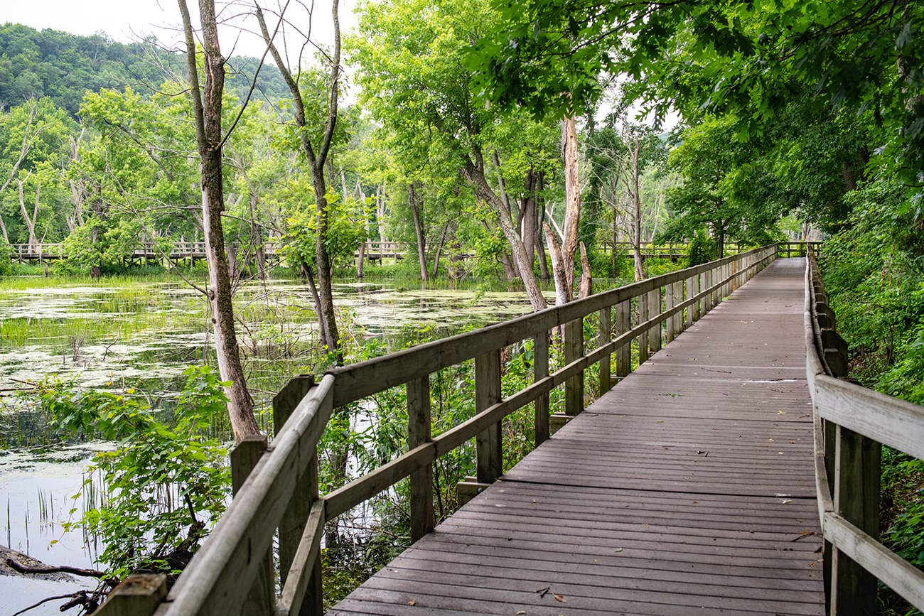 A boardwalk under trees on the right and a slow river on the left.