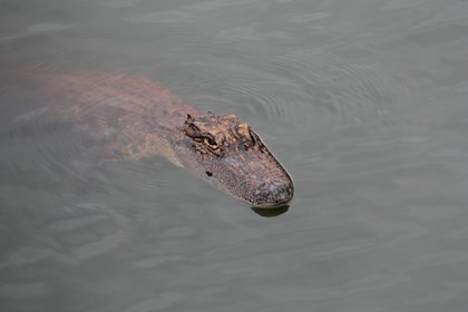 Alligator swimming in moat water. 